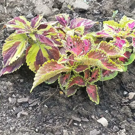 Otard ベオグラード