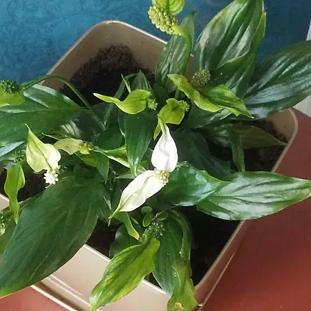 Otard ベオグラード