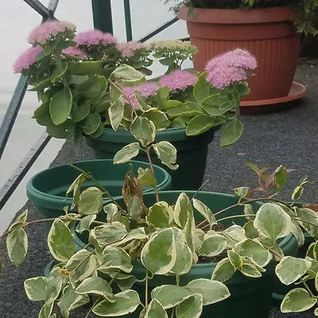 Otard Ostello Belgrado