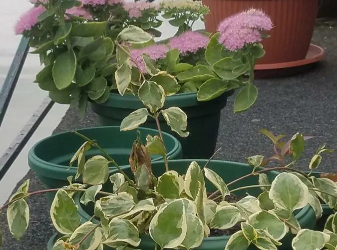 Otard Hostel Belgrad